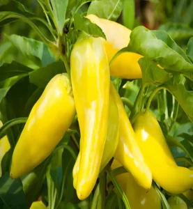 health benefits of banana peppers