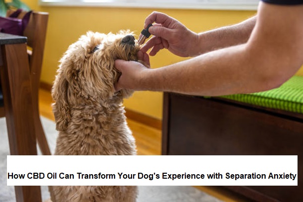 How CBD Oil Can Transform Your Dog's Experience with Separation Anxiety