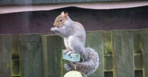 Professional Squirrel Removal