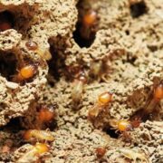 Termite Treatment