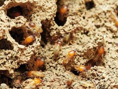 Termite Treatment